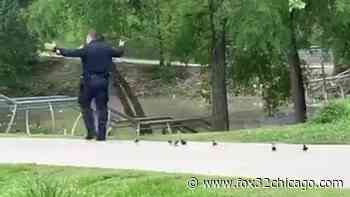 Houston officer provides police escort for ducklings searching for their mother - FOX 32 Chicago