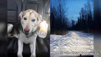 Family dog survives 10 days in Northern Saskatchewan wilderness