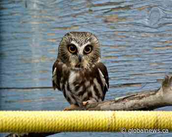 Alberta wildlife behavior could change during COVID-19 outbreak