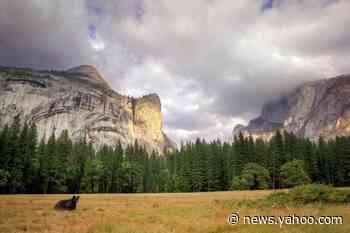 With Yosemite closed to visitors, bears are thriving