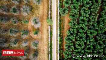 Deadly olive tree disease across Europe 'could cost billions'