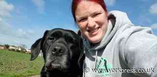 Virtual lessons give dogs a helping paw during lockdown
