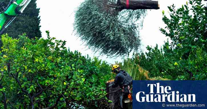 Olive oil industry under increasing threat from 'olive leprosy'