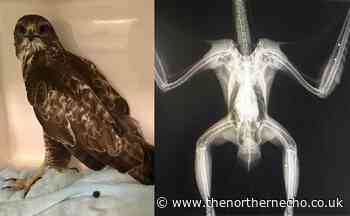 Buzzard found near York had been shot five times