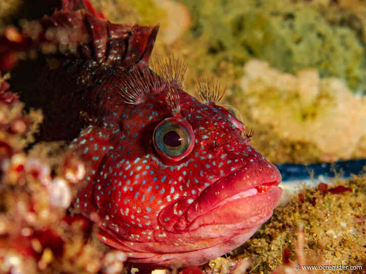 Photos from Laguna beaches on coronavirus lockdown showcase need for preservation