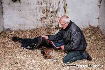 Gedumpt veulen sterft alsnog: ‘Ze was niet meer te redden’