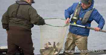 Minnesota DNR cancels fish egg-collecting operations owing to close-contact work, coronavirus
