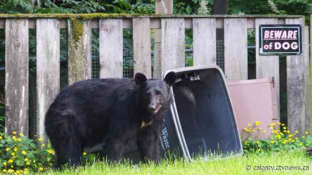 Bears are waking up, here's how to keep them from coming over