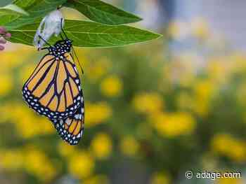 Opinion: Post-pandemic branding begins now