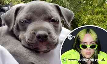 Billie Eilish adopts a cute gray Pit Bull puppy as she 'fails at fostering' dogs