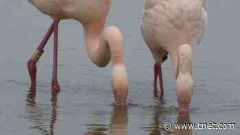 Flamingos have close friendships that can last for years, scientists say     - CNET