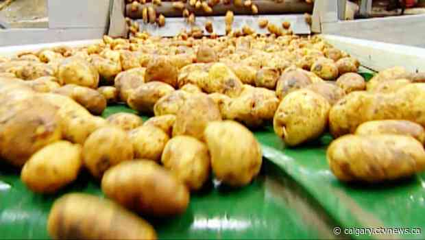 Southern Alberta potato processing industry fried by COVID-19