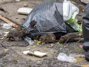 Rat extermination calls up over 50% since COVID-19 - Toronto Sun