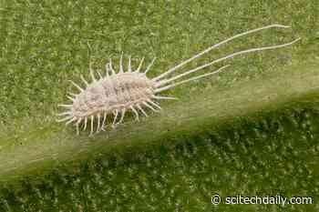 Controlling Coronavirus and Harmful Pests on a Global Scale by Countries Working Together