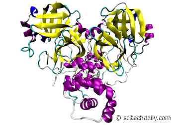 Chinese Scientists Determine COVID-19 Main Protease Structure and Potential Drugs to Combat the Virus