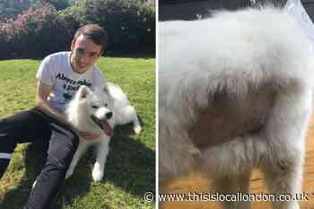Dog makes 'miracle recovery' after deer attack in Bushy Park