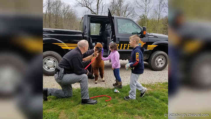 Veterinary Clinic Helps Replace Girl’s Alpaca After It Was Shot And Killed