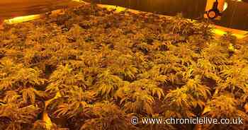 £100,000 cannabis farm discovered in Ryton house after smell alerts neighbours