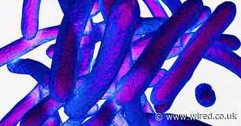 Does the BCG vaccine work against coronavirus? We just don't know