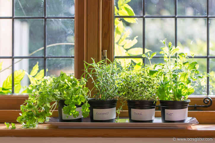 How to garden indoors with these easy-to-grow plants