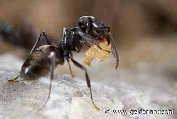 Wageningers zijn exotische draaigatjes bij hun huizen zat