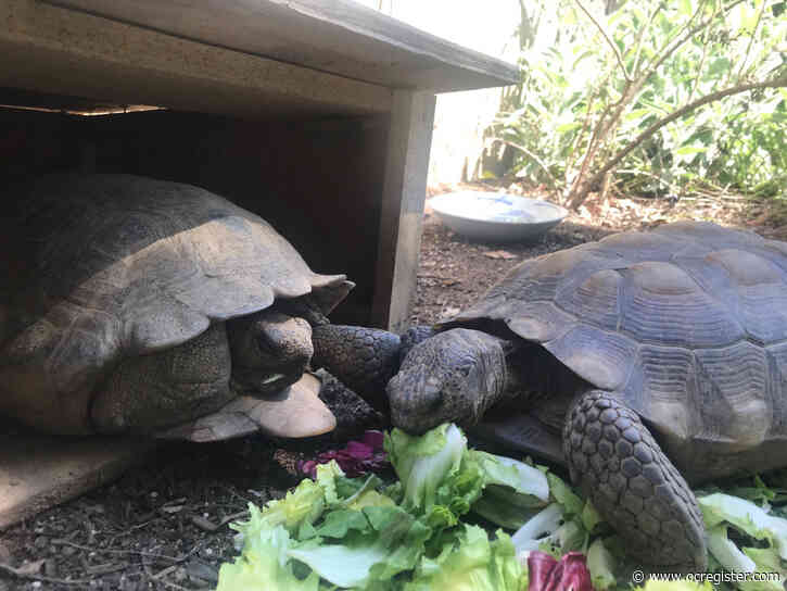 Tortoises, bunnies and other pets on ‘vacation’ after coronavirus closes CSUF’s Children’s Center