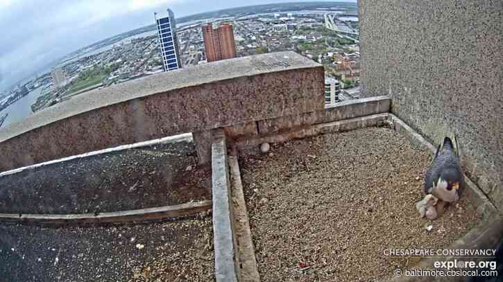 WATCH: New Hatchlings On Falcon Cam Over Baltimore’s Light Street