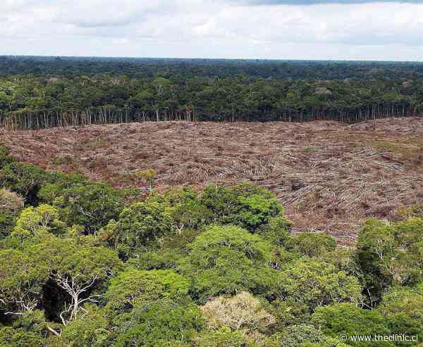 Expertos certifican la deforestación de 300.000 km2 de la Amazonía brasileña