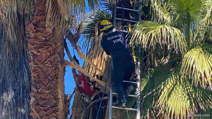 Tucson Fire crews rescue man who got trapped while trimming massive palm tree