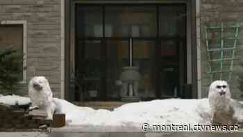 Anti-racism groups call on Ottawa to help fight racism towards Asians amid COVID-19 - CTV News Montreal