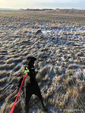 Lethbridge man and his dog have close encounter with coyote