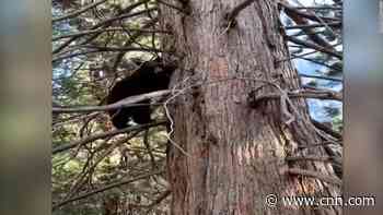 Bears live it up after national park closes