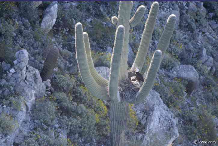 AZ Game & Fish biologists document first bald eagle nest in saguaro cactus in central Arizona