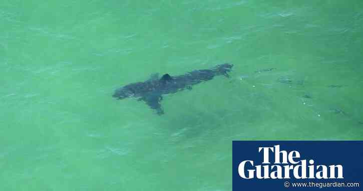 Katharine the great white shark re-emerges after evading trackers