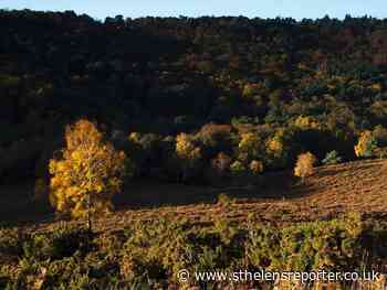 St Helens among areas benefiting the least from forest carbon removal - St Helens Reporter