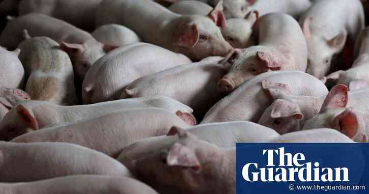 Animals Farmed: pig virus, wildlife trade in China, and the 'poultry capital' of Wales