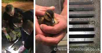 The moment tiny duckling rescued from storm drain by firefighters in Durham 