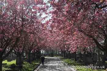 23 beautiful pictures of cherry blossom trees in Sunderland