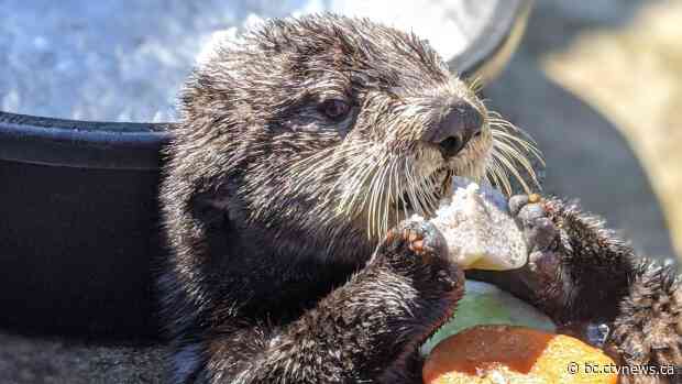 With 70,000 animals in its care, Vancouver Aquarium fears bankruptcy due to COVID-19