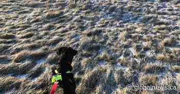 Lethbridge man and his dog have close encounter with coyote - Global News