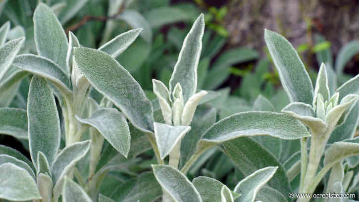 Need an alternative to toilet paper? Try these plants that you can grow in your yard