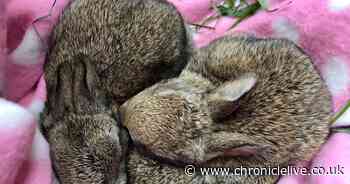 Baby wild rabbits cuddle into heart shape after being rescued