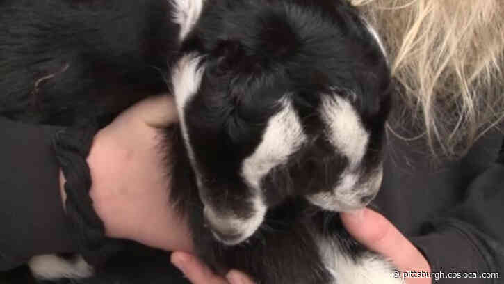 Two-Headed Goat Born On Farm Eats With Both Mouths