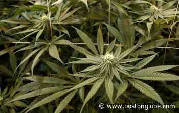 Mass. lawmakers urge VA to allow physicians to ‘verbally’ recommend medical marijuana amid coronavirus - The Boston Globe