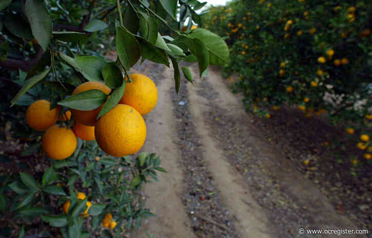 Harvest navel oranges, tangerines; plus more to do in the garden