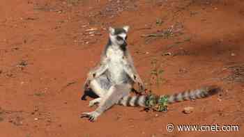 Scientists sniff out sexy secrets of lemur 'stink flirting' perfume     - CNET