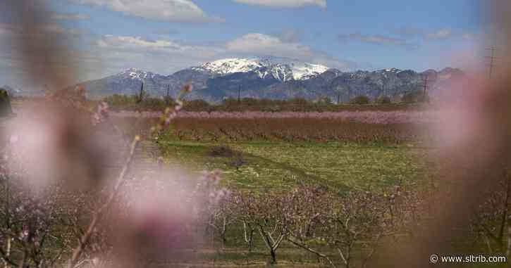 Utah farms and ranches in ‘crisis’ due to coronavirus even as freezing temps bite into fruit crops