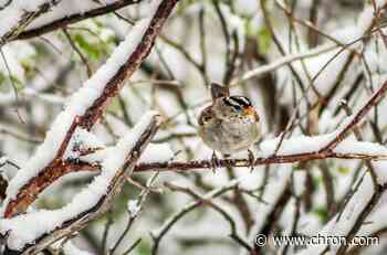 It was a snow day in April for Caprock Canyons State Park
