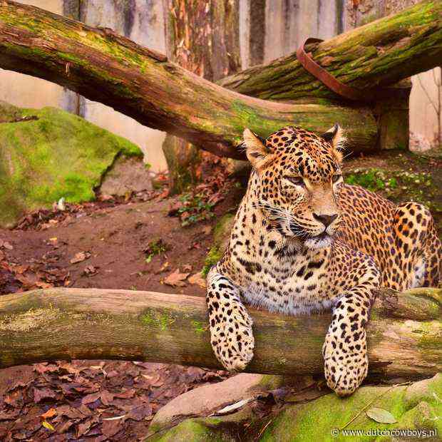 Dit weekend naar de dierentuin? Het kan, maar dan wel online