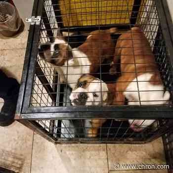 'Now they're free': 12 pups rescued from poor living conditions in northeast Houston